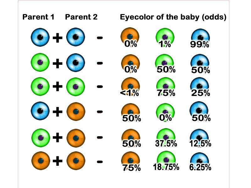 Какие глаза будут у ребенка — таблица