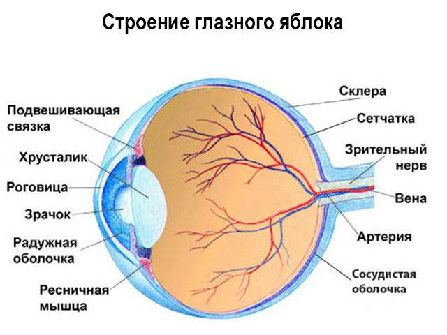 Строение глаза человека - основные отделы глаза и их функции, диагностика заболеваний глаз