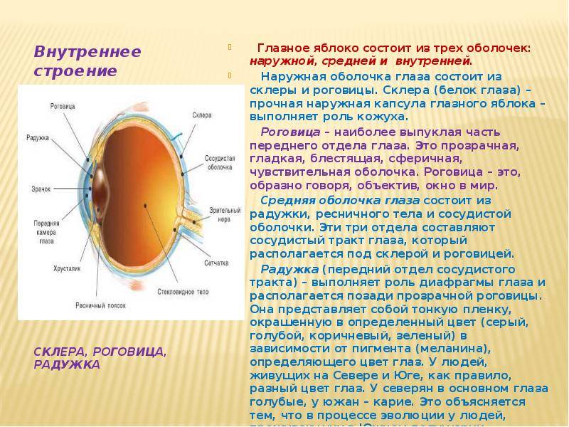 Строение глаза: структура и описание - "здоровое око"