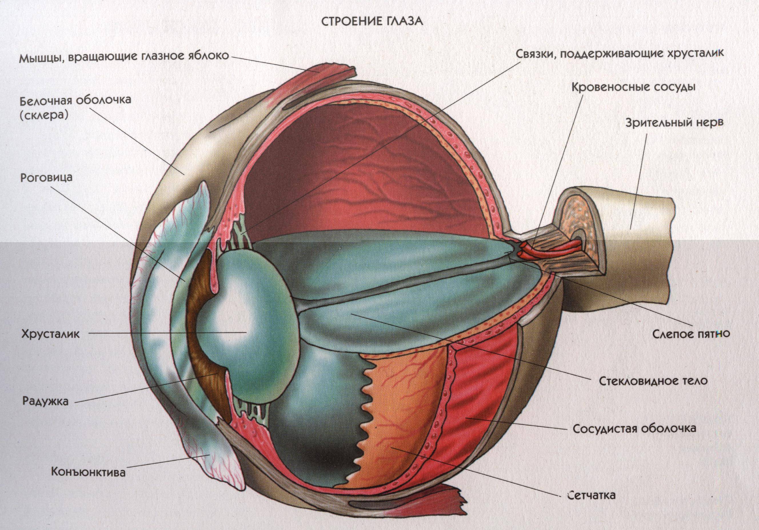 Строение глаза человека - анатомия, рисунки, фото