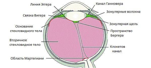 Хрусталик глаза: строение, функции, возможная патология и ее лечение