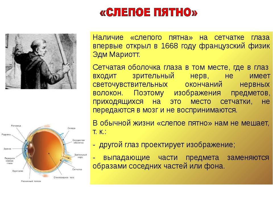 Слепое пятно глаза - строение и функции, диагностика и заболевания - сайт "московская офтальмология"