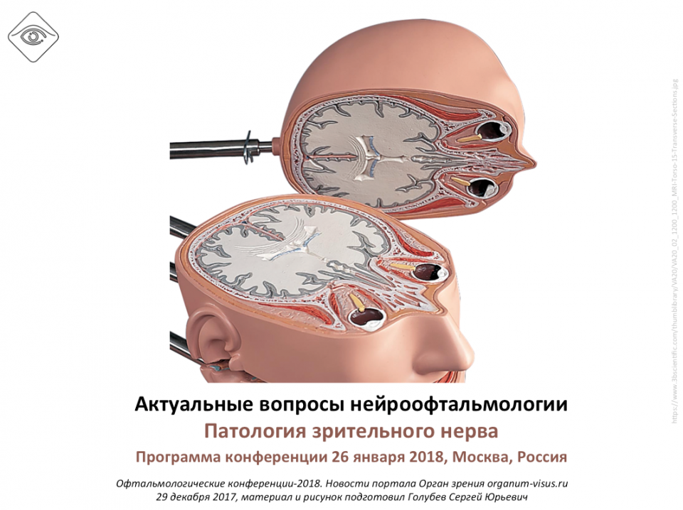 Нейроофтальмология у животных