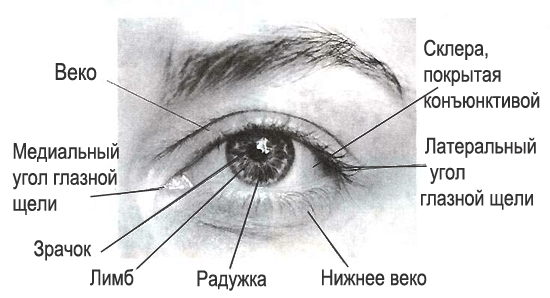 Строение век глаза, анатомия органов зрения