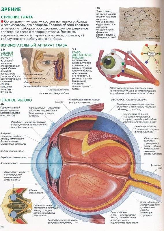 Строение глазного яблока и его функции - "здоровое око"