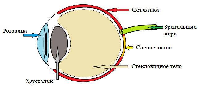 Оптическая когерентная томография глаза (окт): как проводится, расшифровка результатов и стоимость