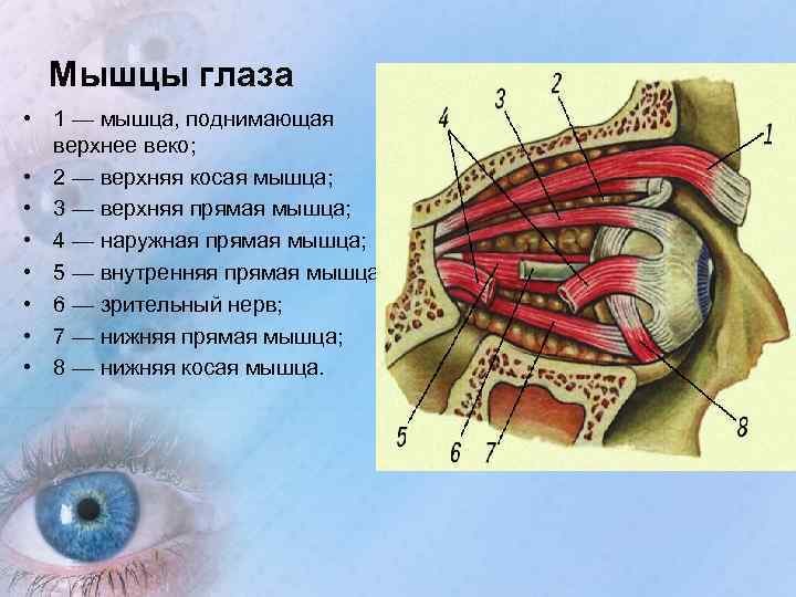 Цилиарная мышца: строение, функции, симптомы и лечение