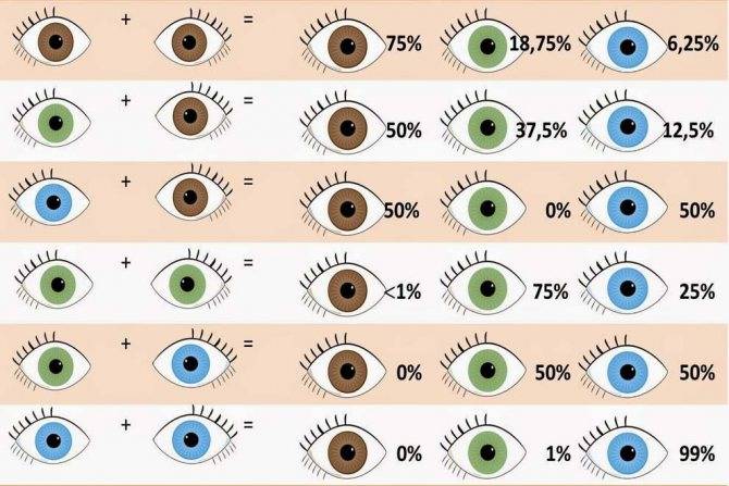 Цвет глаз родителей и цвет глаз ребенка. таблица, принципы и закономерности