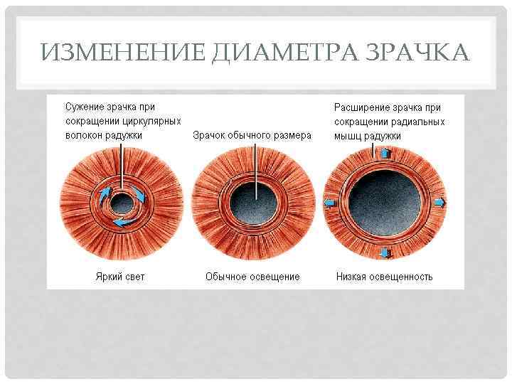 Зрачок глаза: описание, строение, функции, рефлексы - sammedic.ru