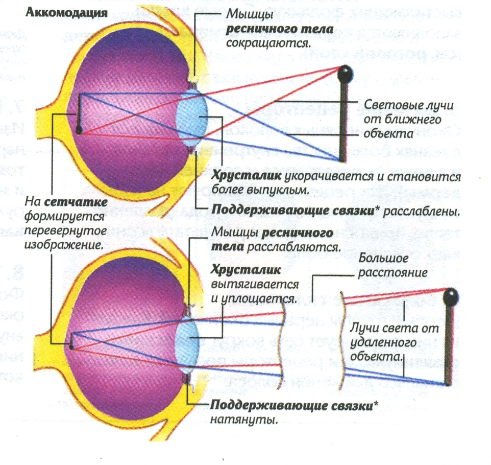 Аккомодация глаза: что это такое, лечение