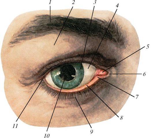 Нижнее и верхнее веки глаз: строение, анатомия, болезни oculistic.ru
нижнее и верхнее веки глаз: строение, анатомия, болезни