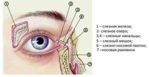 Конъюнктивальный мешок глаза человека - что это такое
