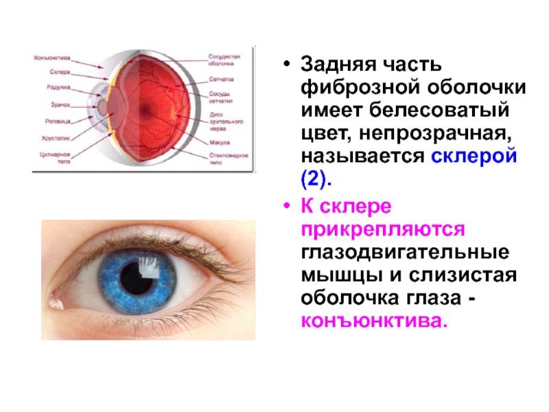 Основные функции конъюнктивальной полости глаза