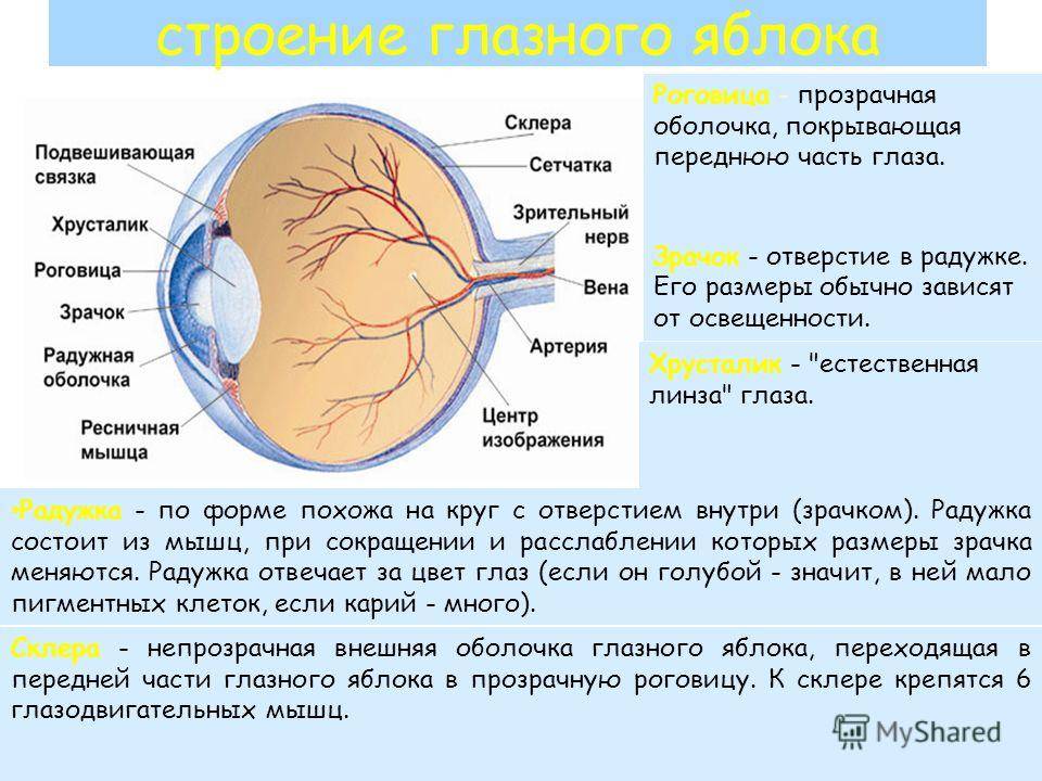 Основные типы глаз человека