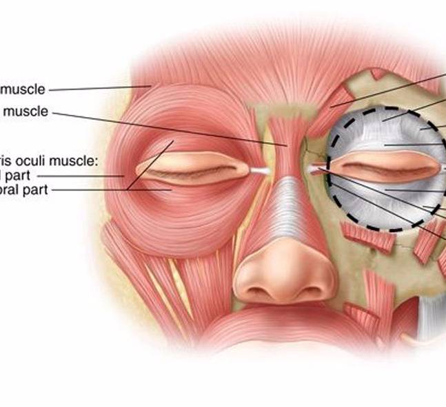 Анатомия мышц лица и шеи: фото с описанием и схемами