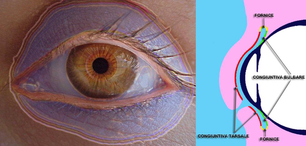 Конъюнктива глаза: строение, функции, заболевания
