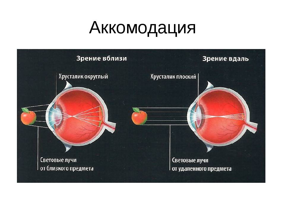Что такое аккомодация глаза?