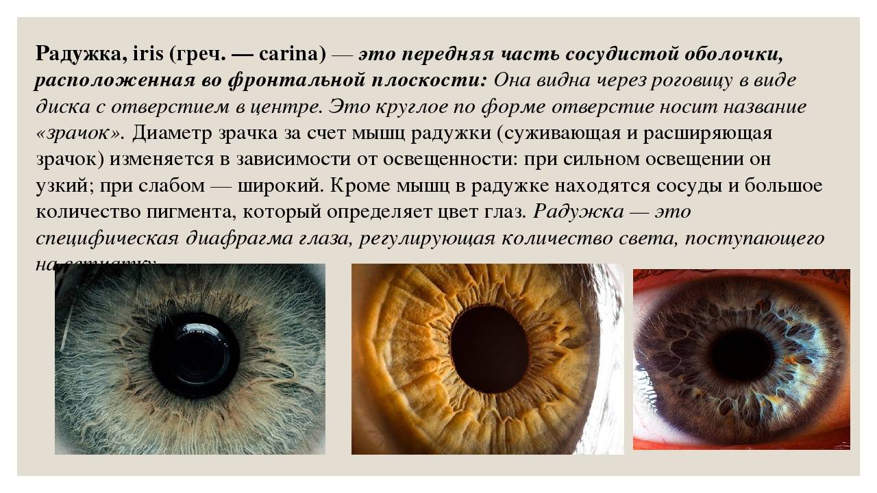Радужная оболочка глаза функции | лечение глаз