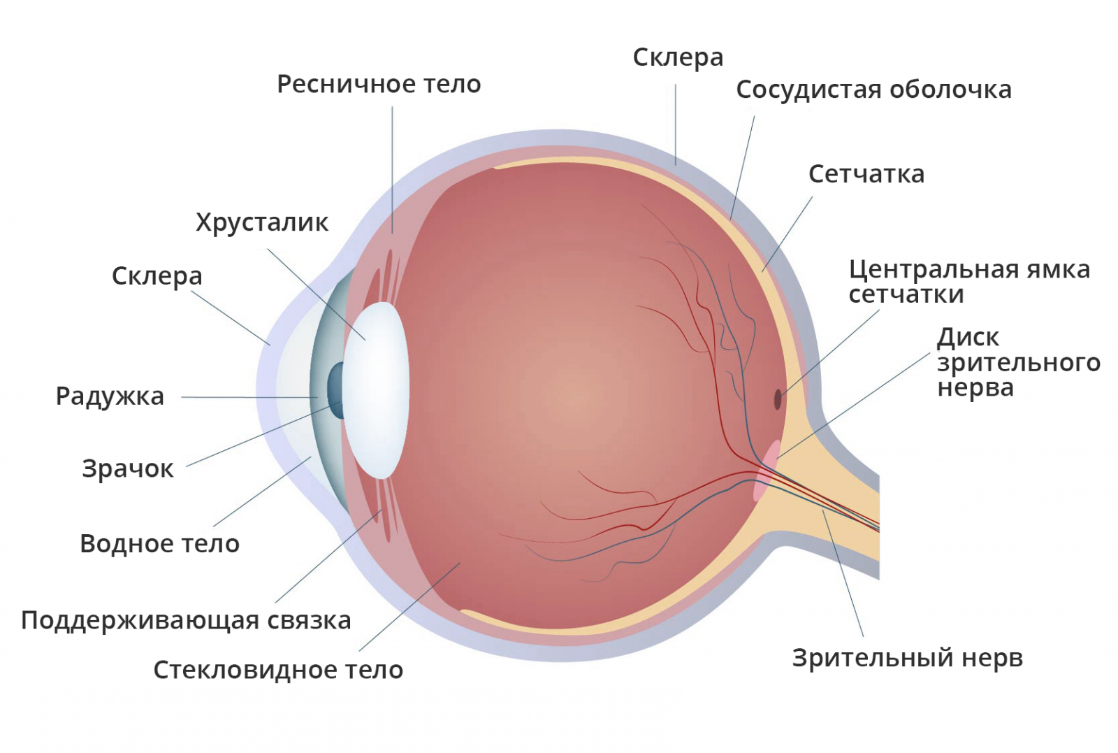 Белая точка в глазу: причины образования и методы лечения. офтальмологические заболевания