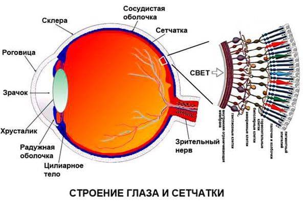 Строение сетчатой оболочки глаза; что такое сетчатка, её функции и слои