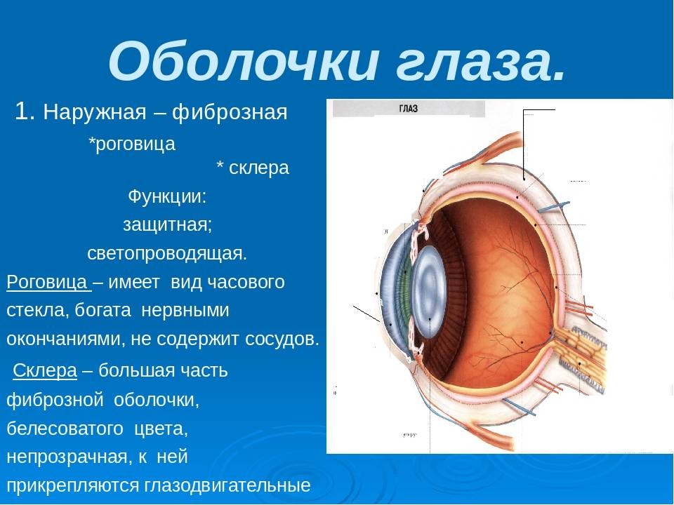 Роговица глаза: строение и фугкции, что такое преломляющая сила, питание