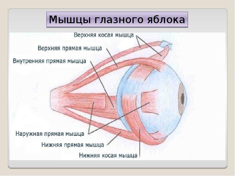 Строение глаза человека - структура человеческого в анатомии, название части и состав, схема, из чего состоит, функции внешнего органа