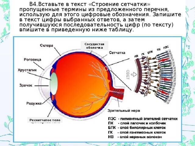 Что такое сетчатка глаза, ее строение и функции