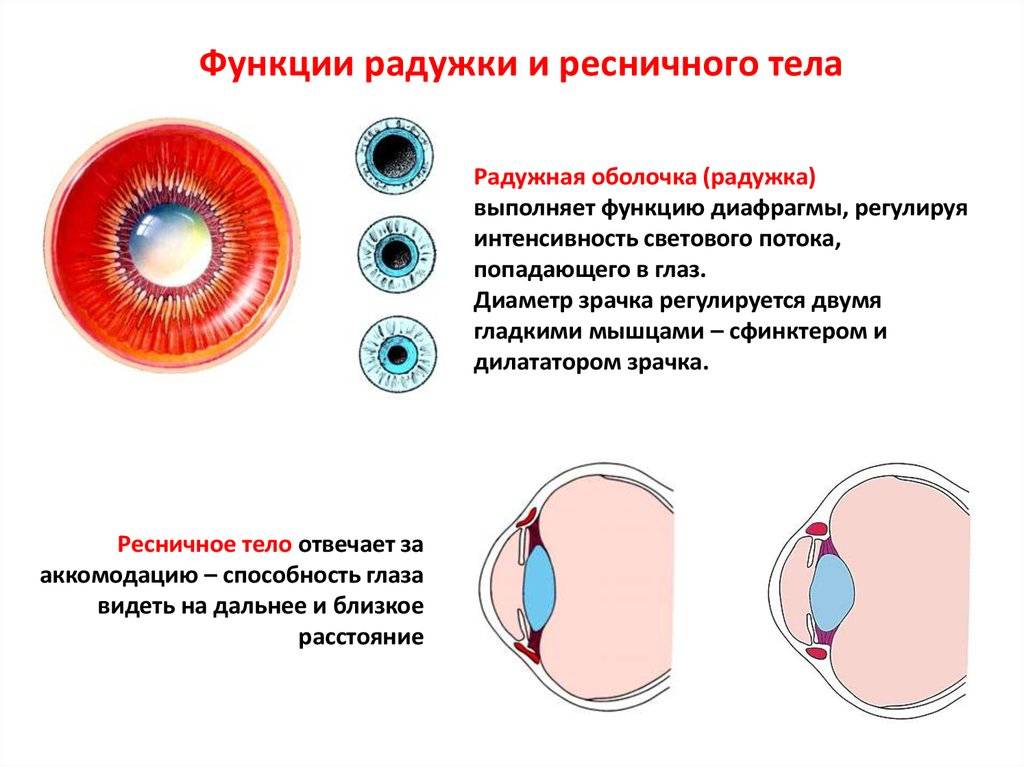 Чем определяется цвет глаз: особенности строения радужки – таблетикс
