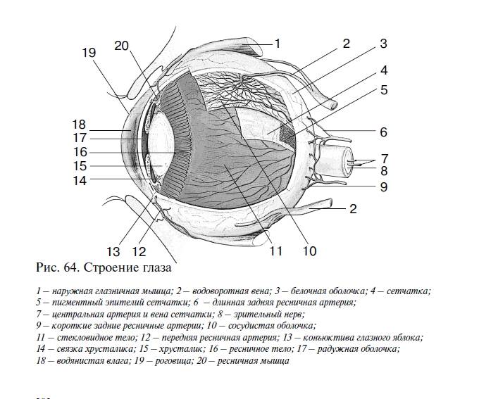 Строение и функции органа зрения - схема глаза