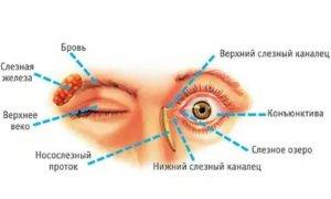 Конъюнктивный мешок глаза: строение и функции