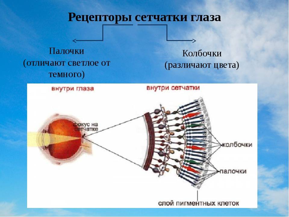 Палочки и колбочки сетчатки глаза что это строение функции - медицинский справочник medana-st.ru