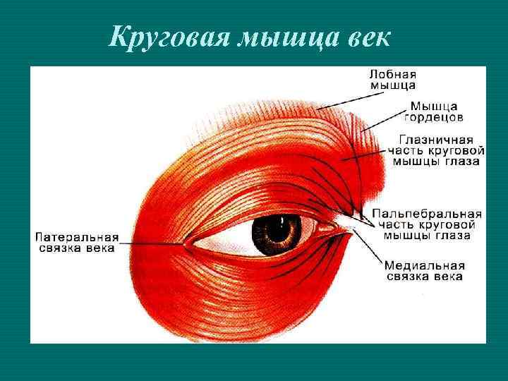Мышцы глазного яблока