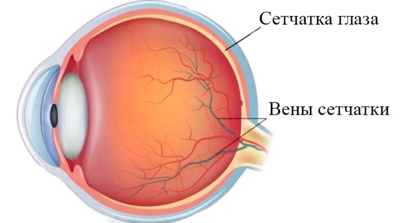 Секреты сетчатки и её значение в структуре глаза человека