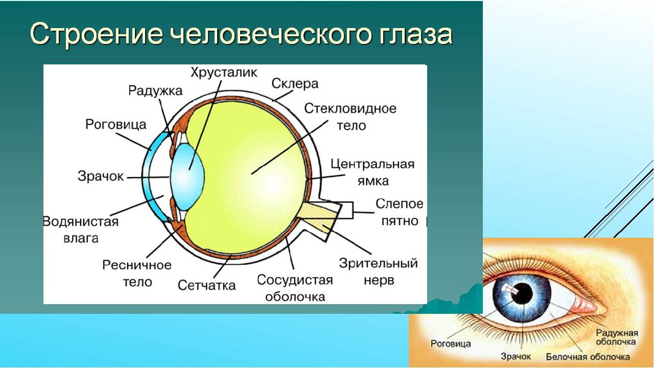 Анатомия глаза. строение глаза и функции его частей