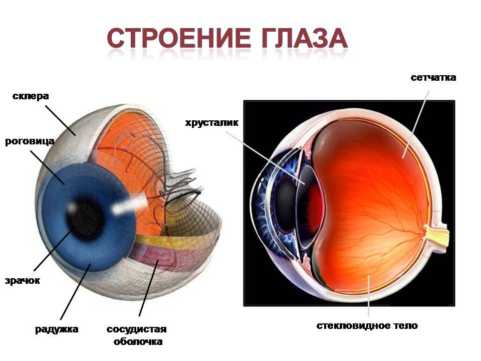 Зрачок глаза: где расположен и какую функцию выполняет