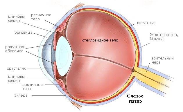 Слепое пятно глаза: строение, функции, что такое слепая зона и как ее найти, тесты, диагностика, симптомы отклонений