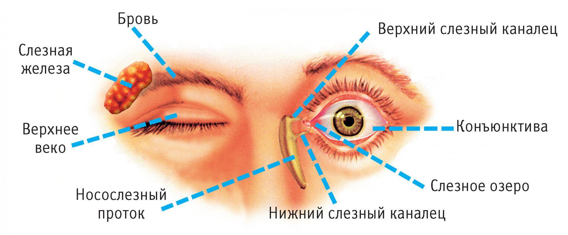 Строение глаза человека. анатомия глаза | картинки и схемы