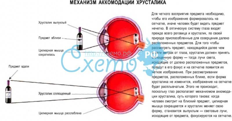 Аккомодация - механизм и функции, диагностика нарушений аккомодации - сайт "московская офтальмология"