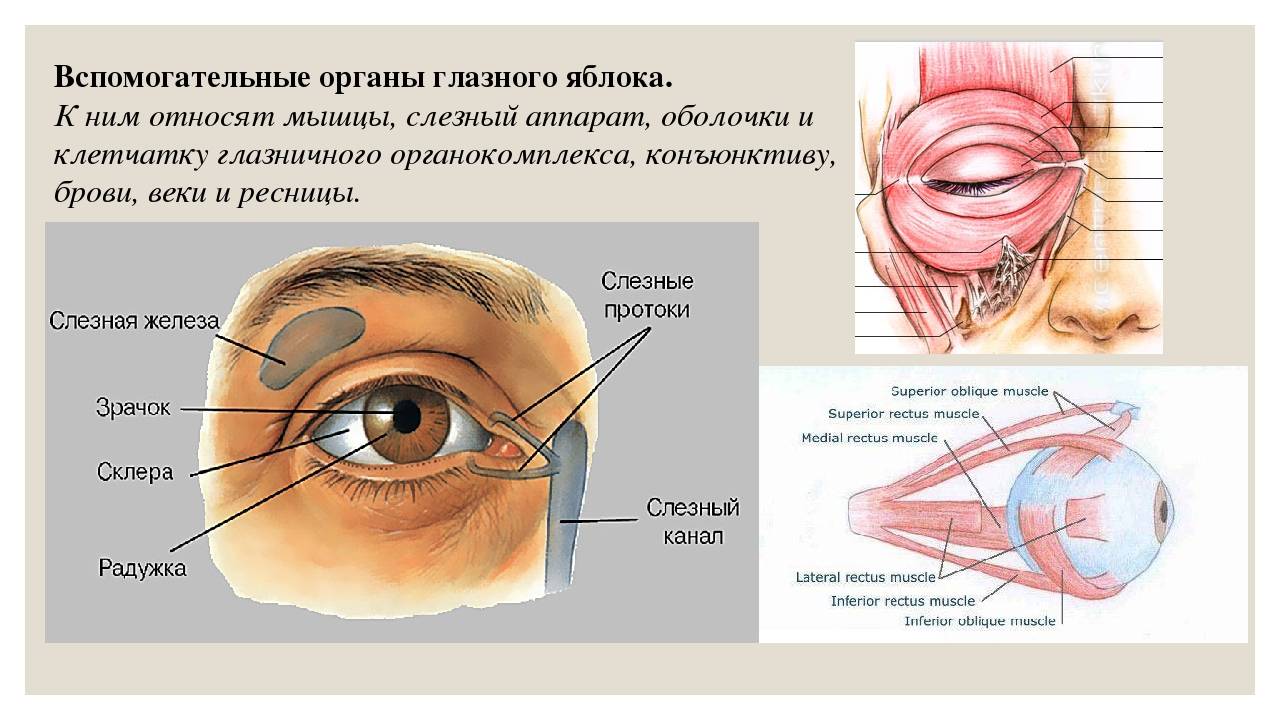 Круговая мышца глаза - строение и функции, диагностика и заболевания - сайт "московская офтальмология"