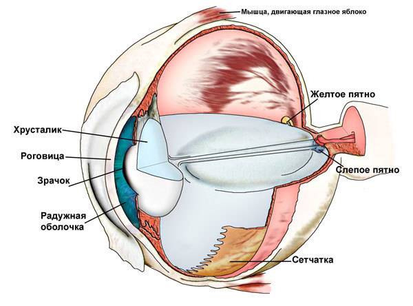 Искривление хрусталика глаза. что такое кератоконус глаз: причины, симптомы и возможные методы лечения. виды патологий, симптоматика и лечение