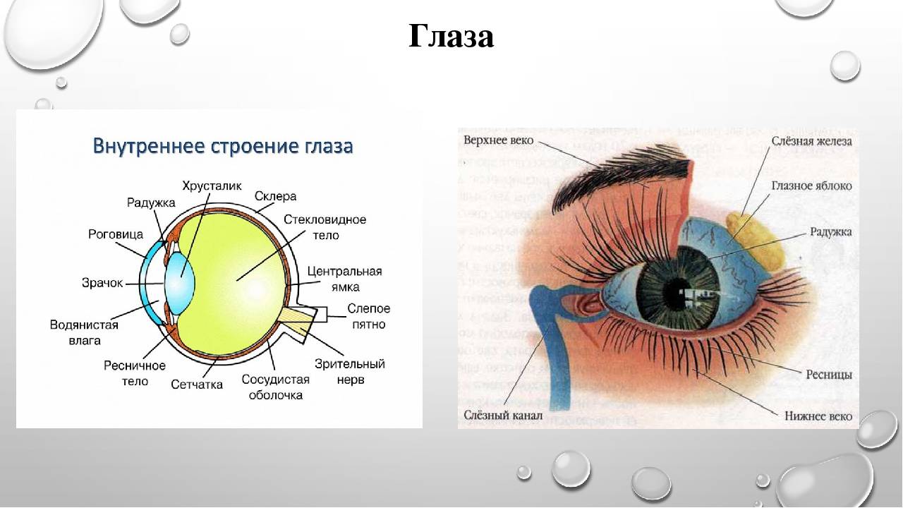 Радужка глаза строение функции болезни и особенности