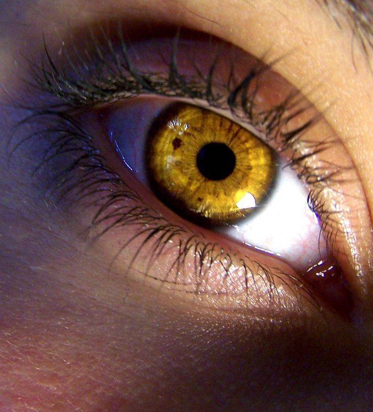 Янтарный цвет глаз - значение, особенности