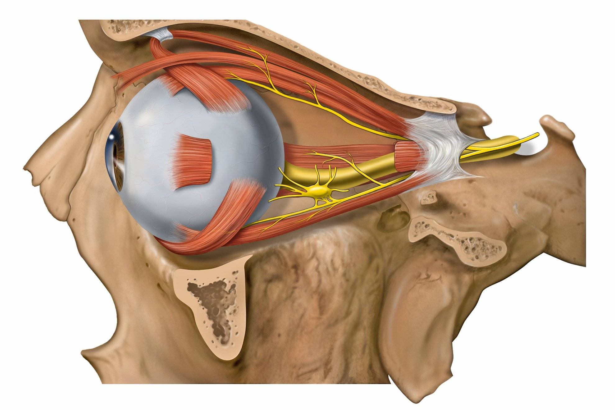 Ретробульбарный неврит зрительного нерва: причины, диагностика и лечение