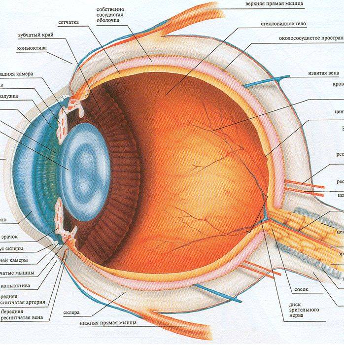 Анатомия глаза. строение глаза и функции его частей