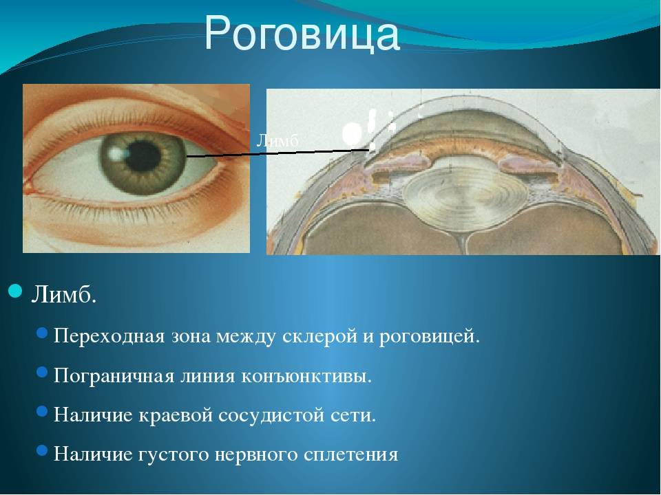 Роговица глаза: строение и фугкции, что такое преломляющая сила, питание