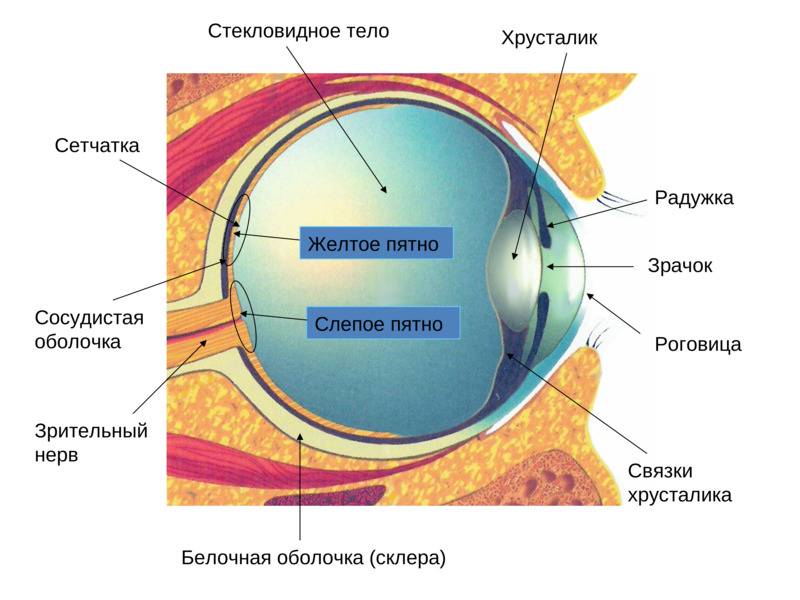 Слепое пятно глаза - строение и функции, диагностика и заболевания - сайт "московская офтальмология"