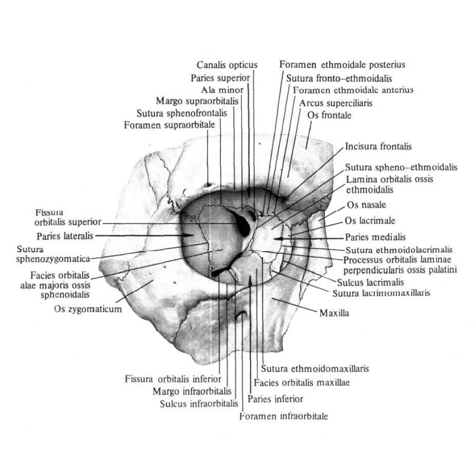 Анатомия глазницы: строение, функции