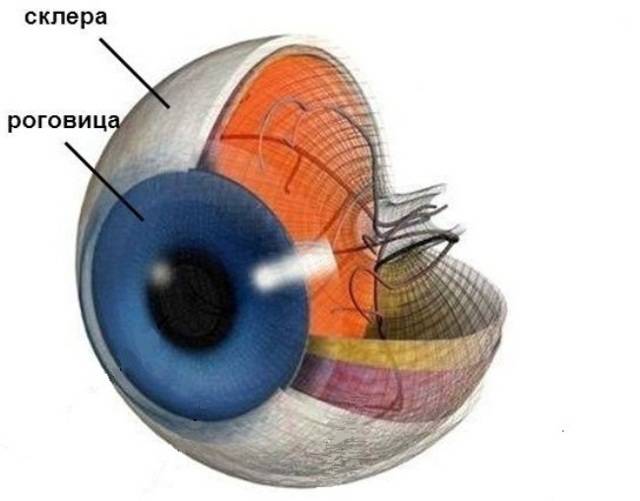 Что такое склеры глаз или белочная оболочка? синдром голубых склер