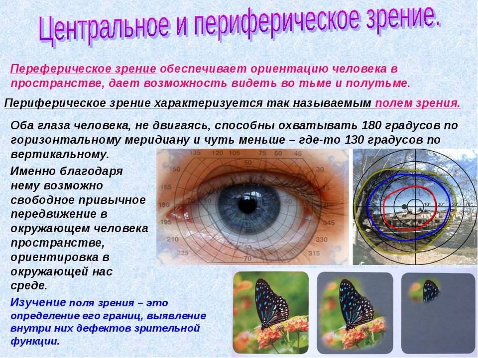 Что такое периферическое зрение и как его развивать oculistic.ru
что такое периферическое зрение и как его развивать