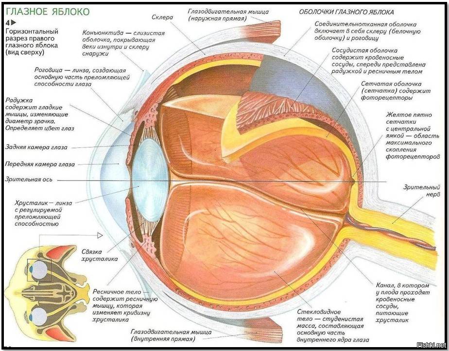 Содержимое глазного яблока: хрусталик, стекловидное тело, внут­риглазная жидкость. анатомическое строение и функции